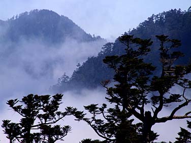 Dayuling, Central Mountains, Taiwan, Jacek Piwowarczyk, 2008