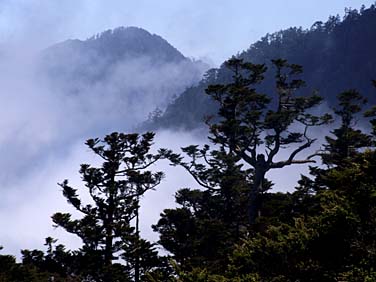 Dayuling, Central Mountains, Taiwan, Jacek Piwowarczyk, 2008