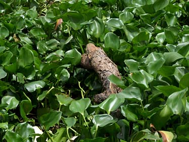 Mekong Delta, Vietnam, Jacek Piwowarczyk, 2009